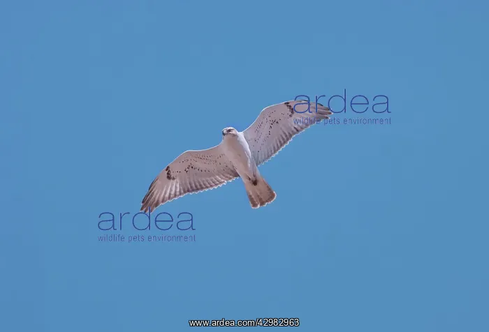 : Ferruginous Hawk : Ferruginous Hawk