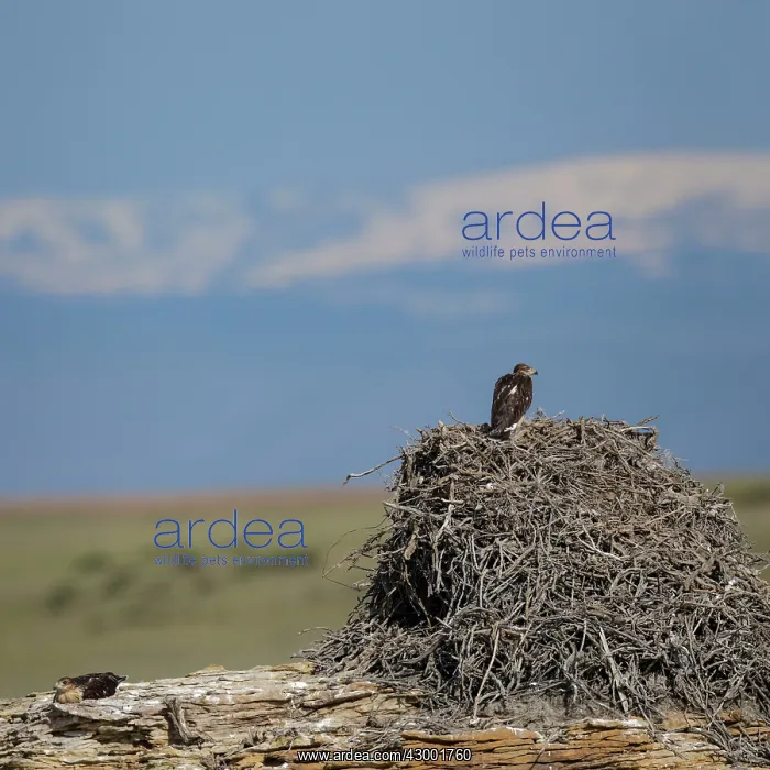 : Ferruginous Hawk : Ferruginous Hawk