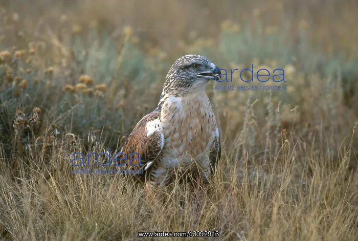 : Ferruginous Hawk : Ferruginous Hawk