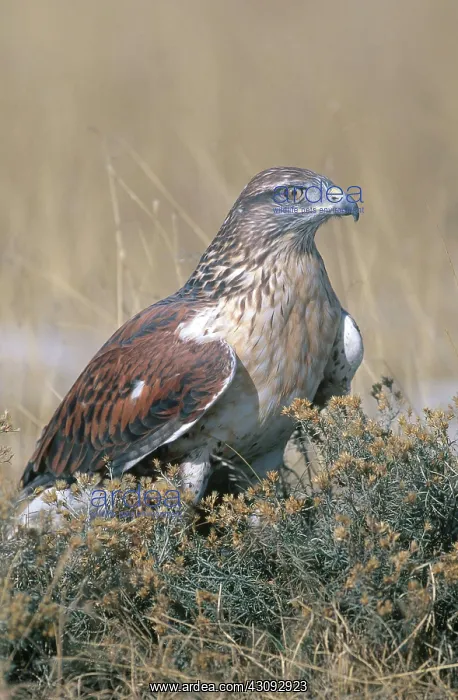 : Ferruginous Hawk : Ferruginous Hawk