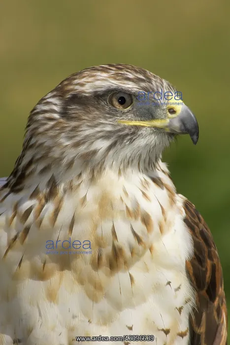 : Ferruginous Hawk : Ferruginous Hawk