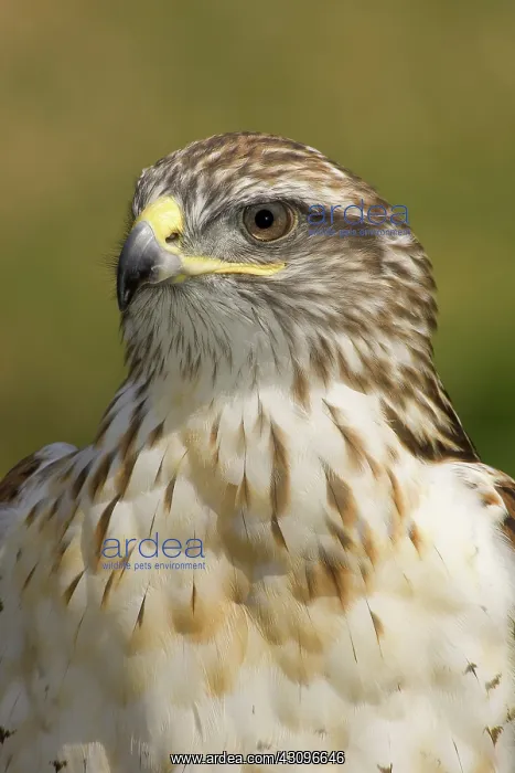  : Ferruginous Hawk