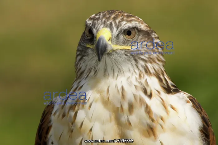 : Ferruginous Hawk : Ferruginous Hawk