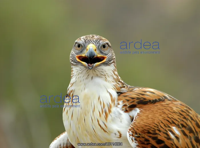 : Ferruginous Hawk : Ferruginous Hawk