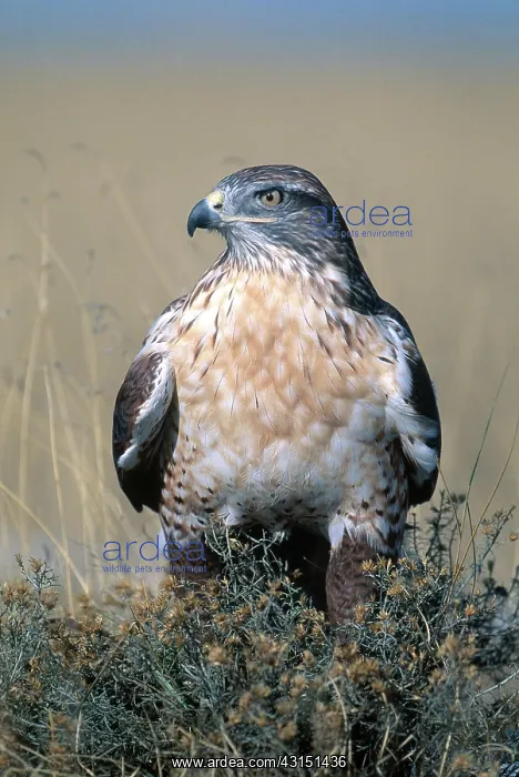 : Ferruginous Hawk : Ferruginous Hawk