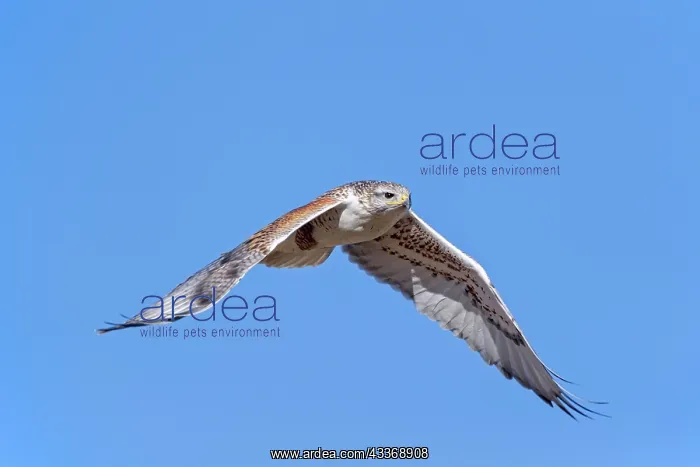: Ferruginous Hawk - adult light morph in flight - January : Ferruginous Hawk - adult light morph in flight - January