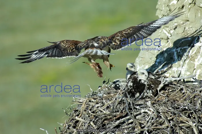  : Ferruginous Hawk bringing food to young