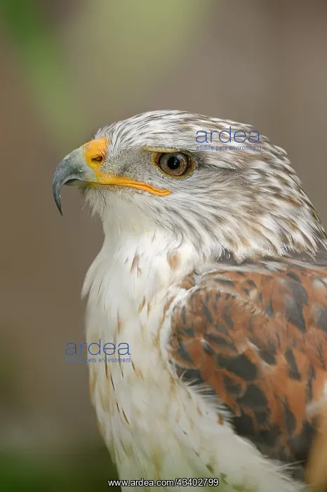 : Ferruginous hawk (Buteo regalis), portrait, captive : Ferruginous hawk (Buteo regalis), portrait, captive