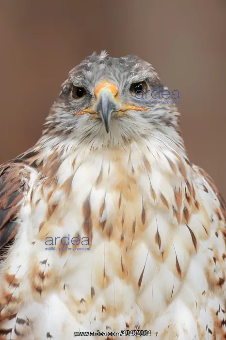 : Ferruginous hawk (Buteo regalis), portrait, captive : Ferruginous hawk (Buteo regalis), portrait, captive