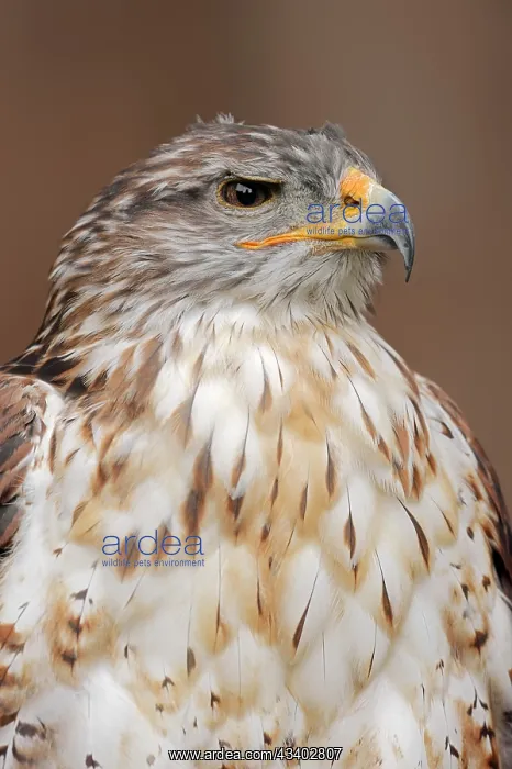 : Ferruginous hawk (Buteo regalis), portrait, captive : Ferruginous hawk (Buteo regalis), portrait, captive