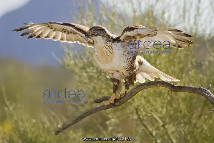 : Ferruginous Hawk (Buteo regalis), Arizona, USA : Ferruginous Hawk (Buteo regalis), Arizona, USA