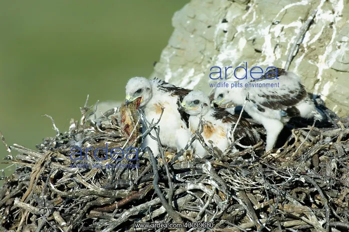 : Ferruginous Hawk chicks with food in nest : Ferruginous Hawk chicks with food in nest