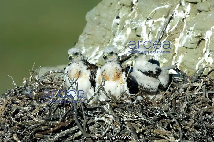 : Ferruginous Hawk chicks in nest : Ferruginous Hawk chicks in nest