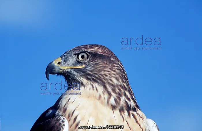 : FERRUGINOUS HAWK - close-up of head : FERRUGINOUS HAWK - close-up of head