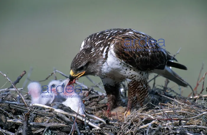 : Ferruginous Hawk feeding young : Ferruginous Hawk feeding young