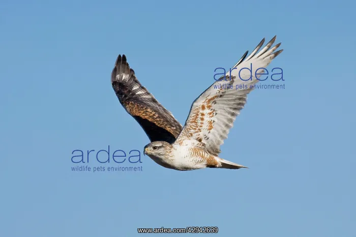 : Ferruginous Hawk - in flight, in winter : Ferruginous Hawk - in flight, in winter