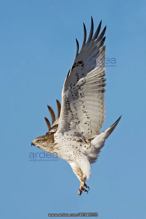: Ferruginous Hawk - in flight, in winter : Ferruginous Hawk - in flight, in winter