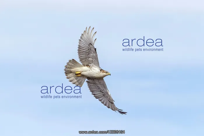 : Ferruginous Hawk - immature light morph in flight - January : Ferruginous Hawk - immature light morph in flight - January