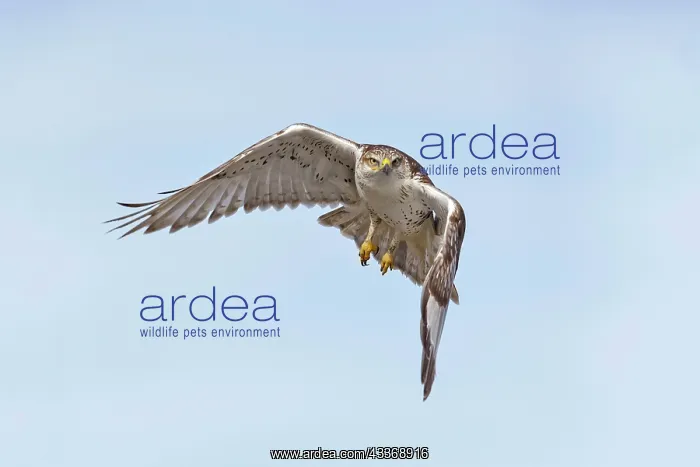 : Ferruginous Hawk - immature light morph in flight - January : Ferruginous Hawk - immature light morph in flight - January