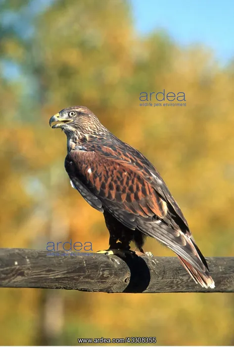 : FERRUGINOUS HAWK - with jesses on : FERRUGINOUS HAWK - with jesses on