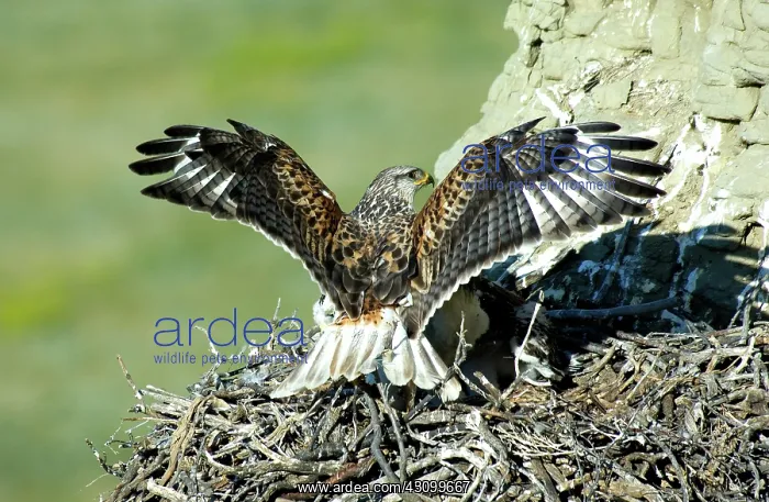 : Ferruginous Hawk male at nest : Ferruginous Hawk male at nest