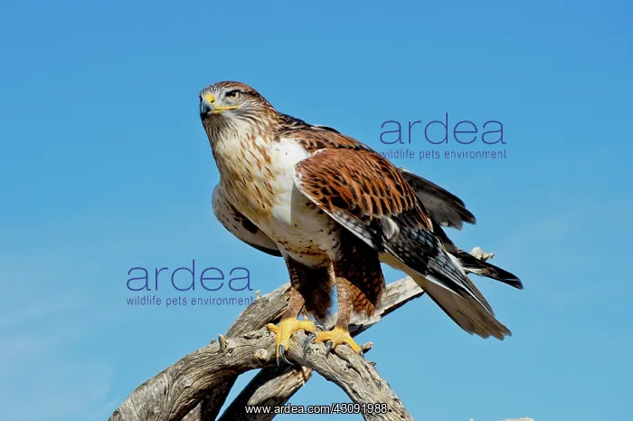 : Ferruginous Hawk about to take off : Ferruginous Hawk about to take off