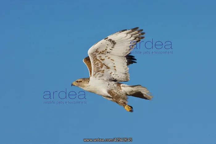 : Ferruginous Hawk - Texas Panhandle, winter : Ferruginous Hawk - Texas Panhandle, winter