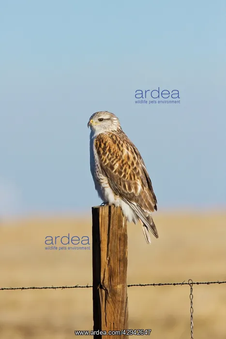 : Ferruginous Hawk - in winter : Ferruginous Hawk - in winter