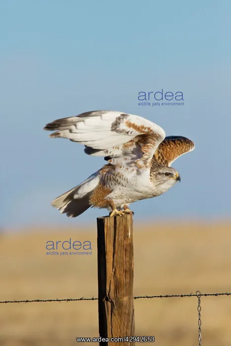 : Ferruginous Hawk - in winter : Ferruginous Hawk - in winter