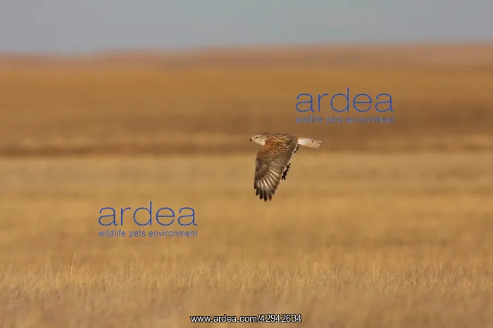 : Ferruginous Hawk - in winter over typical grassland habitat : Ferruginous Hawk - in winter over typical grassland habitat