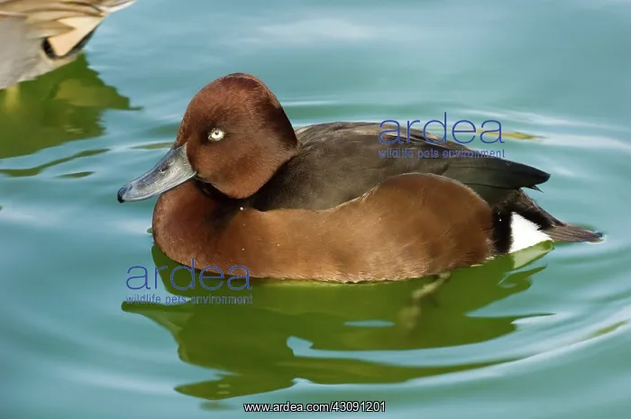 : Ferruginous Pochard : Ferruginous Pochard