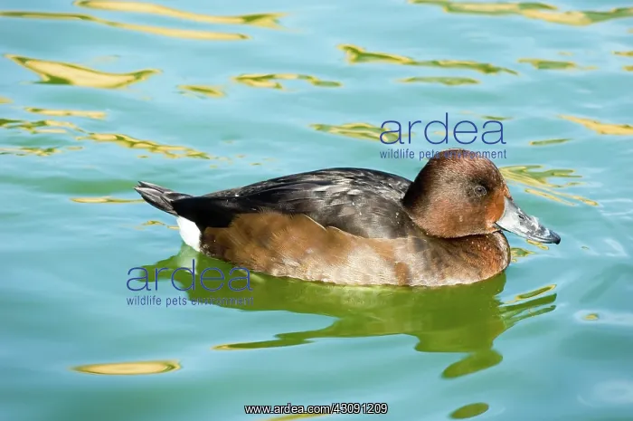 : Ferruginous Pochard : Ferruginous Pochard