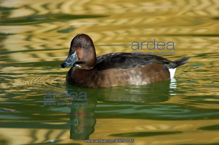 : Ferruginous Pochard : Ferruginous Pochard