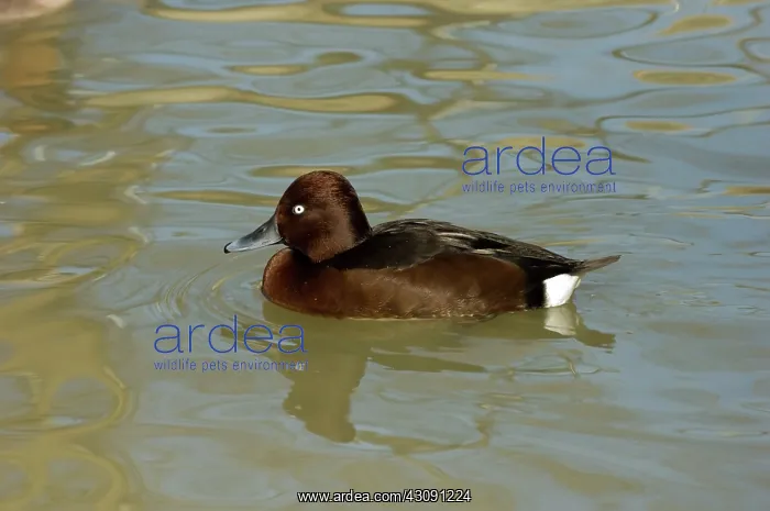 : Ferruginous Pochard : Ferruginous Pochard