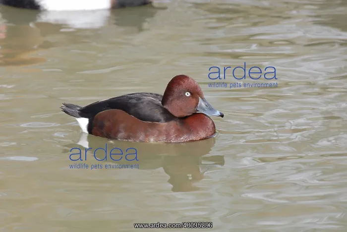 : Ferruginous Pochard Male : Ferruginous Pochard Male