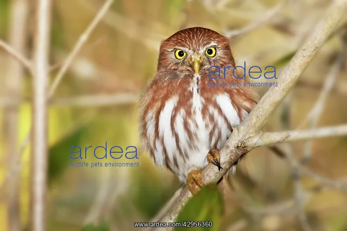 : Ferruginous Pygmy-owl : Ferruginous Pygmy-owl