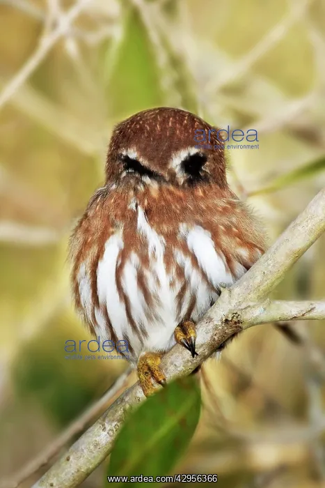 : Ferruginous Pygmy-owl : Ferruginous Pygmy-owl