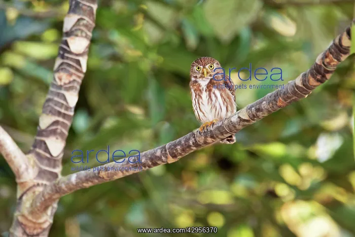 : Ferruginous Pygmy-owl : Ferruginous Pygmy-owl