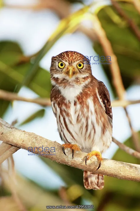  : Ferruginous Pygmy-owl