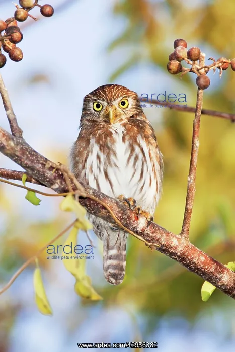 : Ferruginous Pygmy-owl : Ferruginous Pygmy-owl