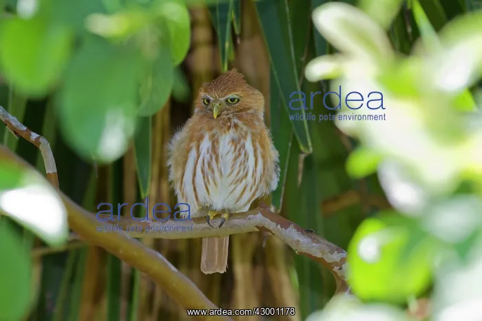 : Ferruginous Pygmy Owl : Ferruginous Pygmy Owl