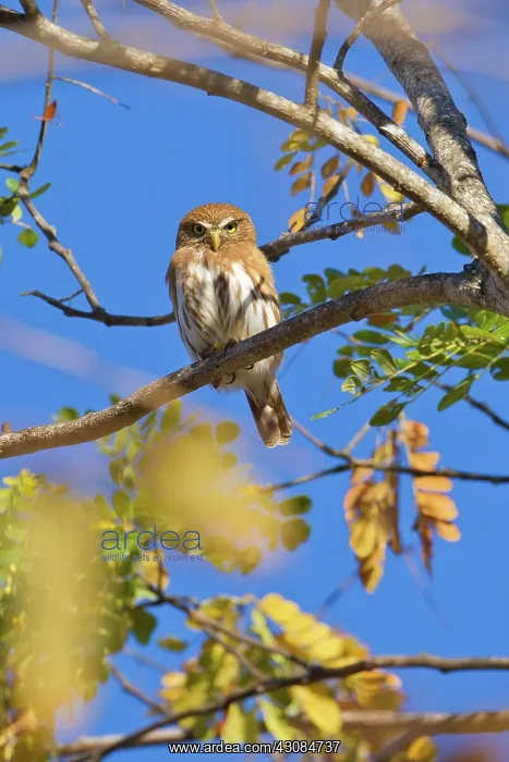 : Ferruginous Pygmy Owl : Ferruginous Pygmy Owl