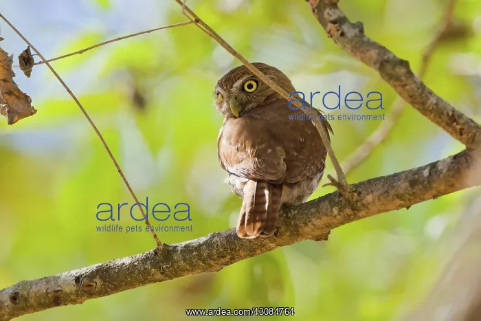 : Ferruginous Pygmy Owl : Ferruginous Pygmy Owl