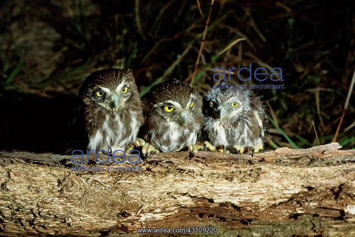 : Ferruginous Pygmy-owl fledglings : Ferruginous Pygmy-owl fledglings