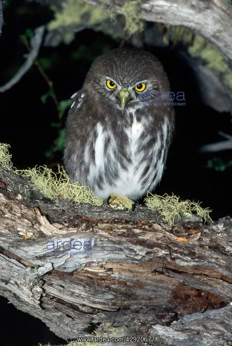 : FERRUGINOUS PYGMY OWL - perching on log : FERRUGINOUS PYGMY OWL - perching on log