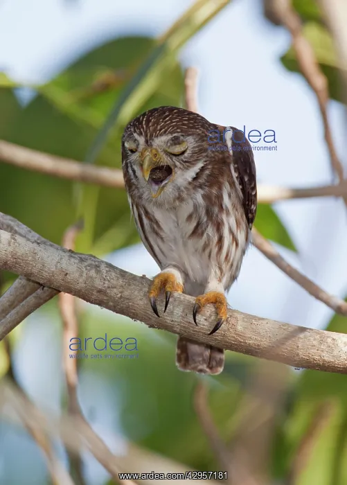 : Ferruginous Pygmy-owl - regurgitating a pellet : Ferruginous Pygmy-owl - regurgitating a pellet