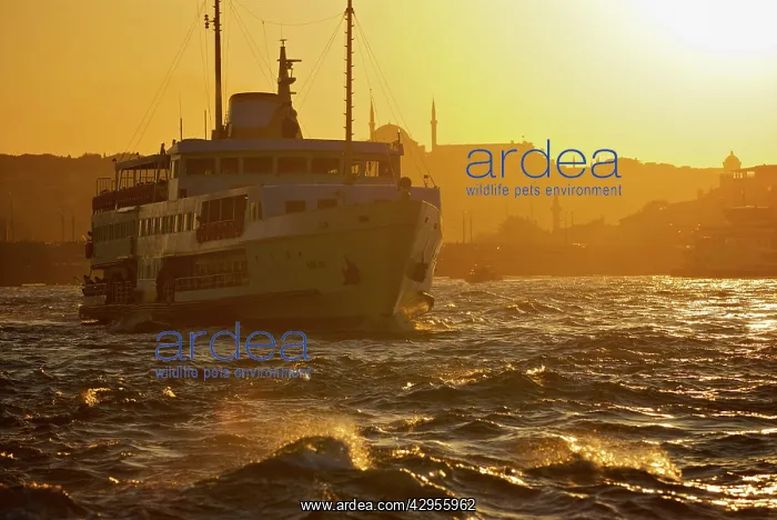 : Ferry Istanbul at sunset : Ferry Istanbul at sunset