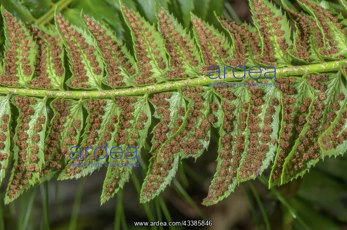 : Fertile fronds of Holly Fern, Polystichum lonchi : Fertile fronds of Holly Fern, Polystichum lonchi