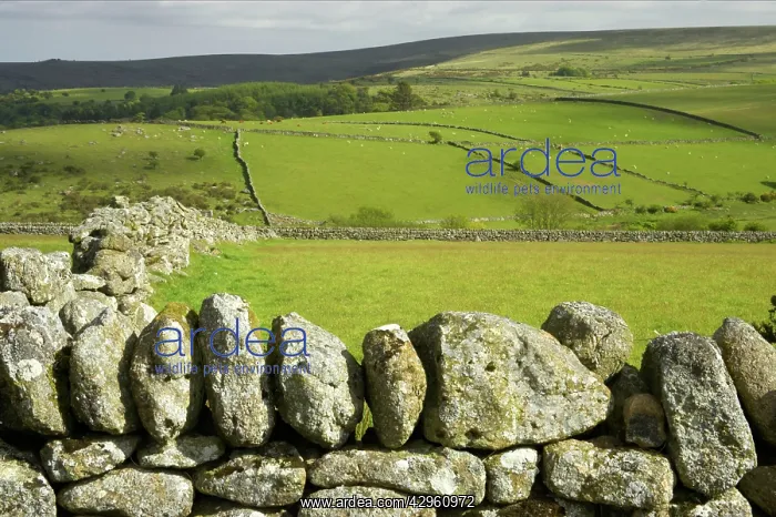 : Fertile valley farmland with moors above Princetown area : Fertile valley farmland with moors above Princetown area