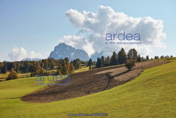 : Fertilized meadow on the Seiser Alm, Alpe di Siusi : Fertilized meadow on the Seiser Alm, Alpe di Siusi